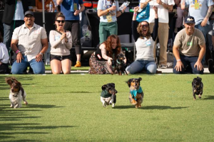 The Wiener Dog Derby
