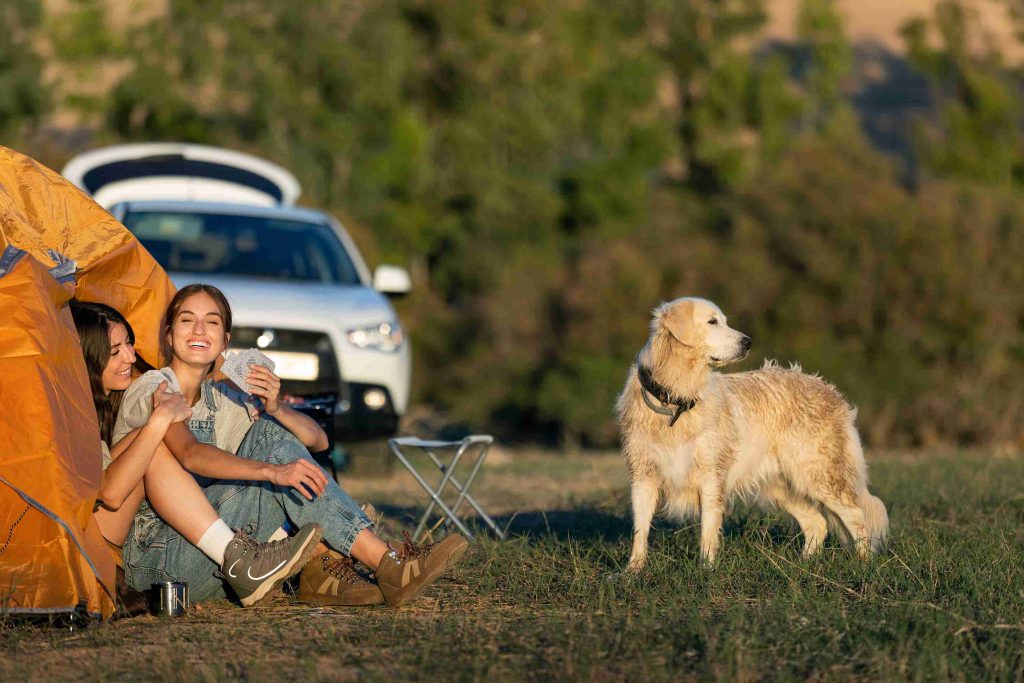 Dog-friendly RV park near Fort Worth, TX, with shaded sites and walking space at Pecan Acres in Azle, Texas